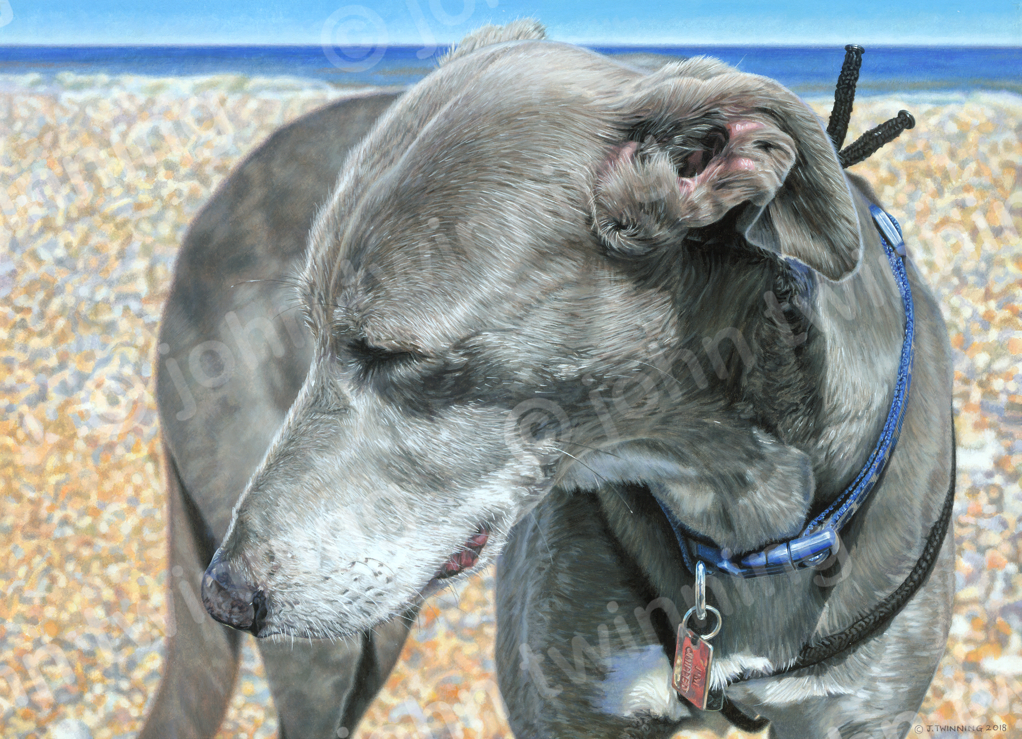 ‘Bunny’ – art print from a pet portrait watercolour painting of a lurcher