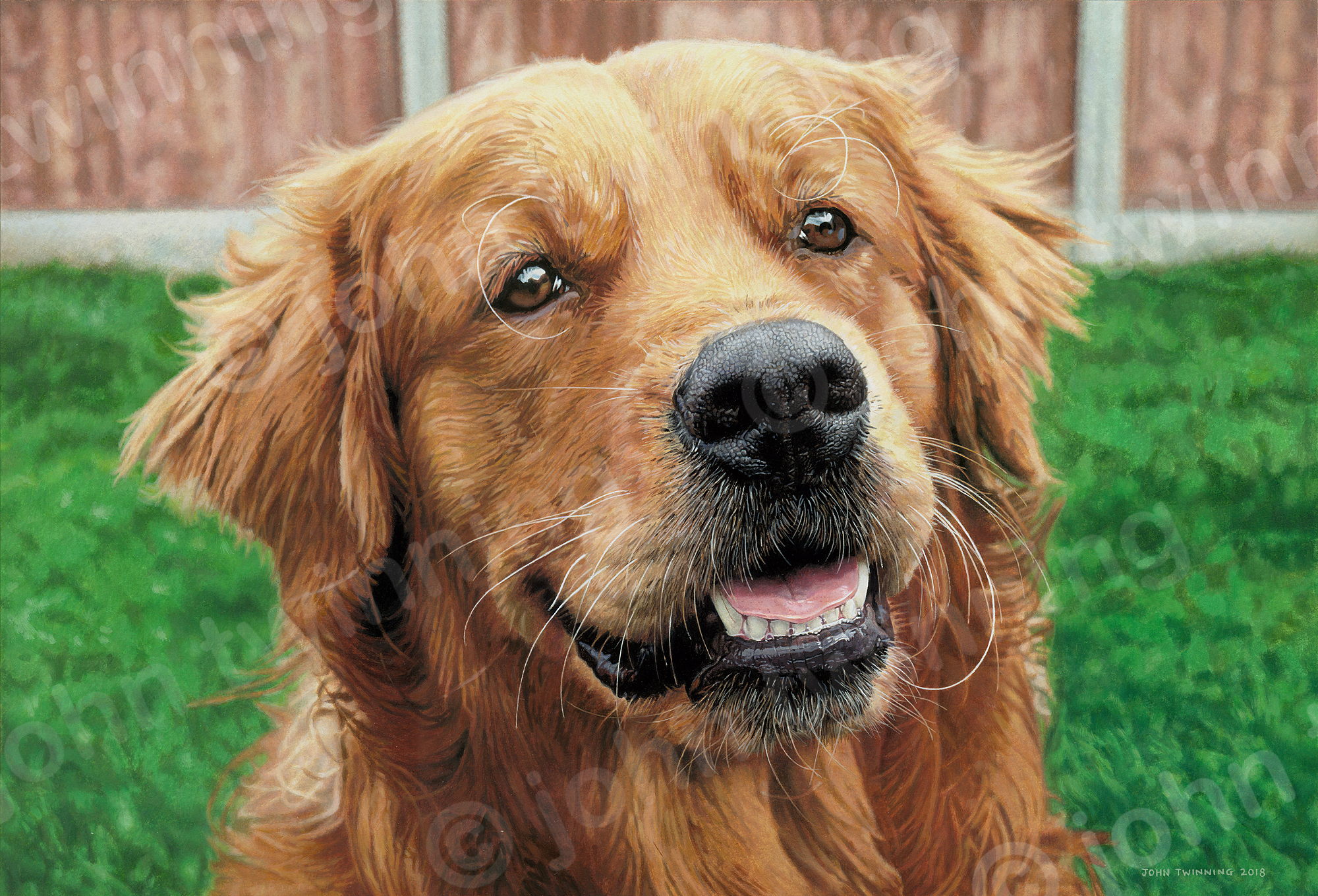 'Cyril' - art print from a pet portrait watercolour painting of a golden retriever