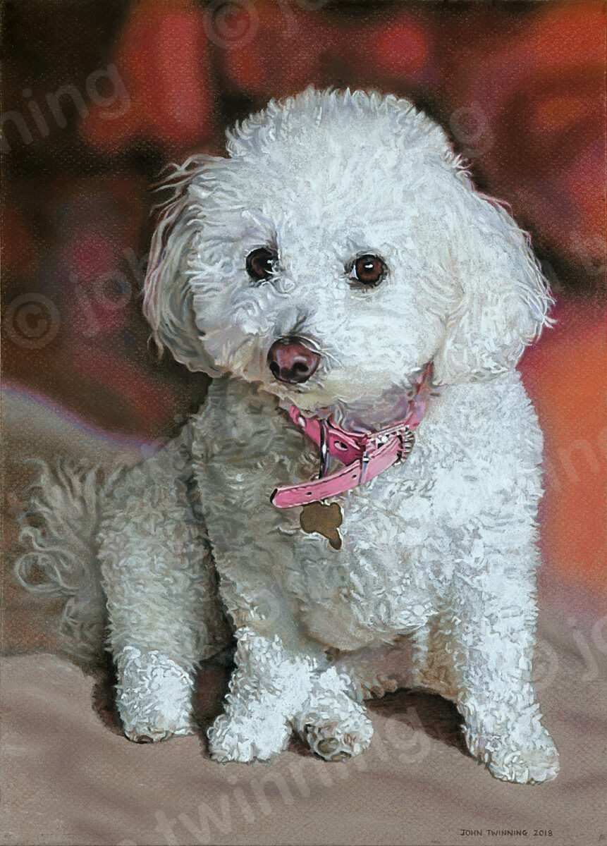 'Dipsy' - art print from a pet portrait painting of a bichon frisé