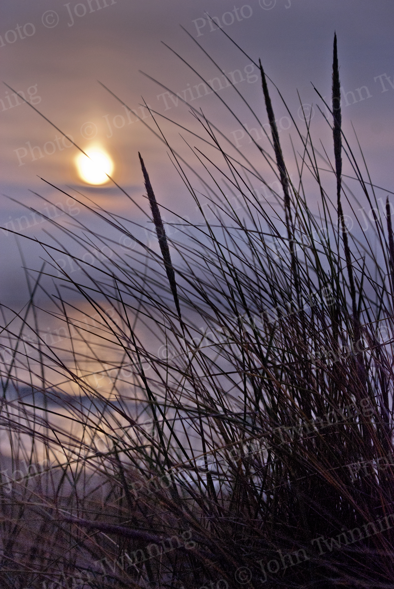 Private: ‘Dusk Breeze’ [photo] – art print from a photograph of dune grasses at sunset