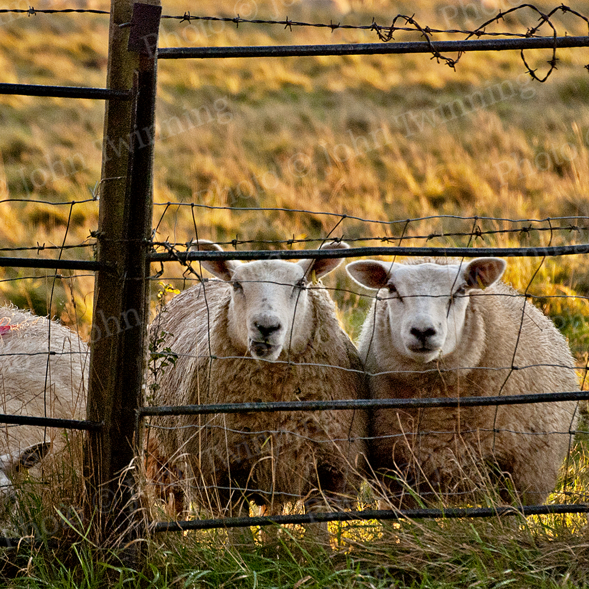 ‘Hey Sean!’ [square] – art print from a photo of two sheep staring with golden light behind them