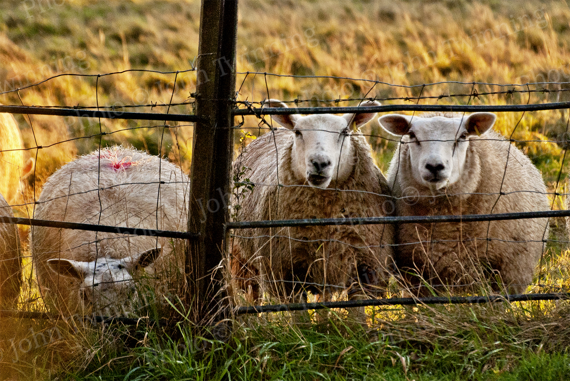 'Hey Sean!' - art print from a photo of two sheep staring with golden light behind them