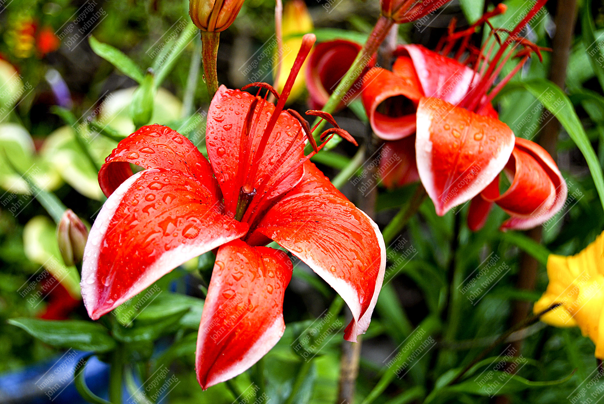 'Lillies With Raindrops' [photo] - art print from a photograph of highly colourful lillies after a rain shower