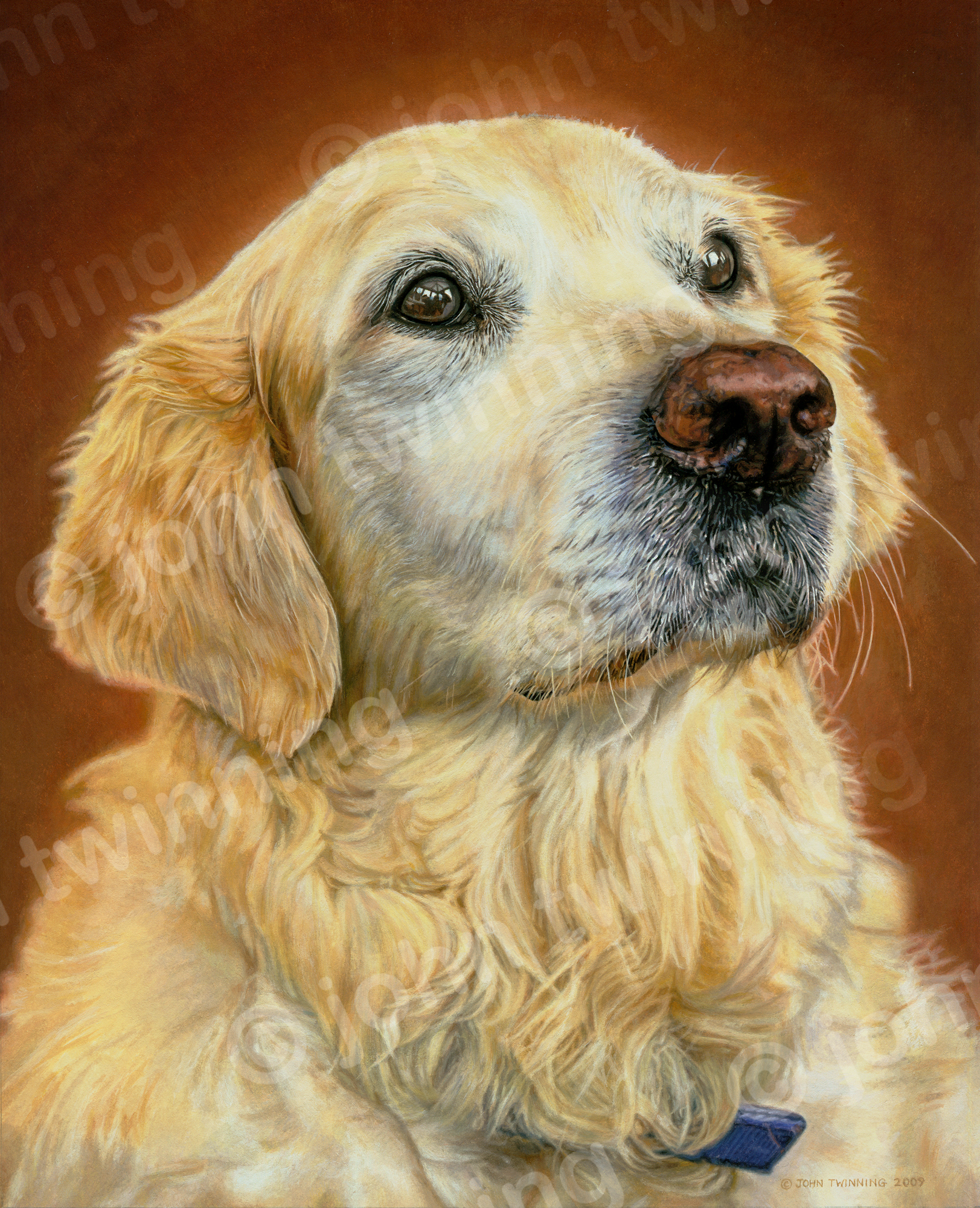 ‘Molly’- art print from a pet portrait watercolour painting of a golden retriever