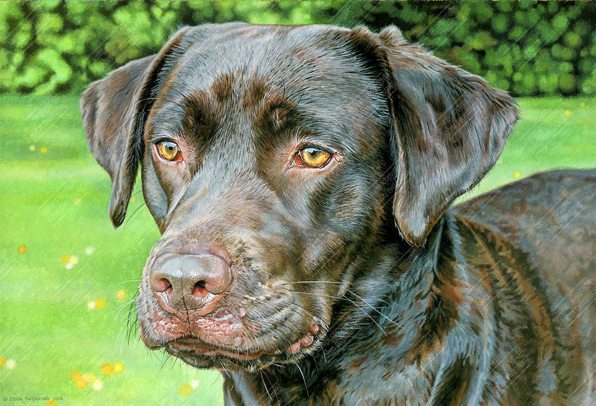 'Peggy' - art print from a pet portrait painting of a chocolate labrador