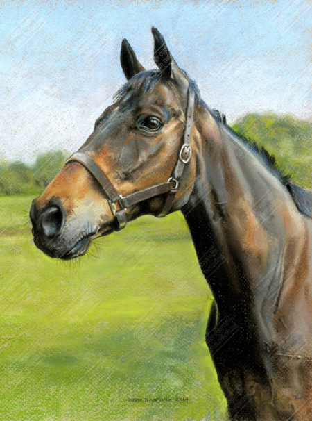 'Reapy' - art print from a bay equestrian pet portrait painting