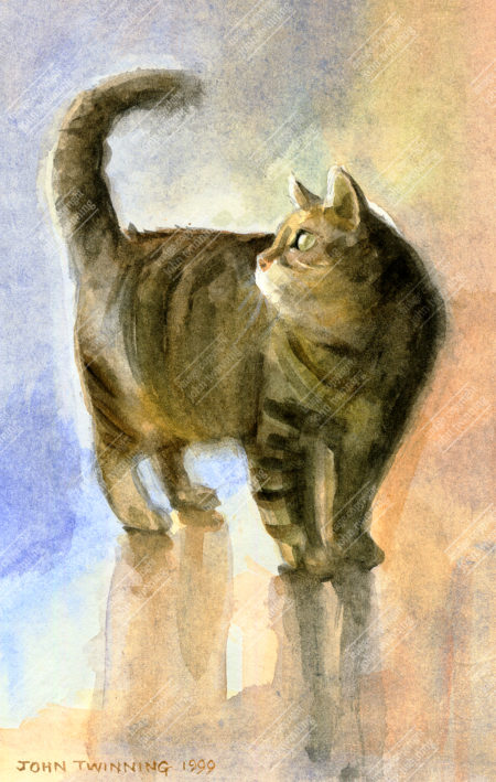 'Tabatha, water colour sketch' - art print from a pet portrait painting of a tabby cat