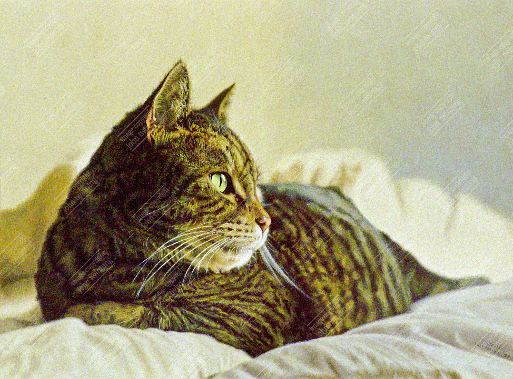 ‘Tabatha Study I’ – art print from a pet portrait watercolour painting of a tabby cat