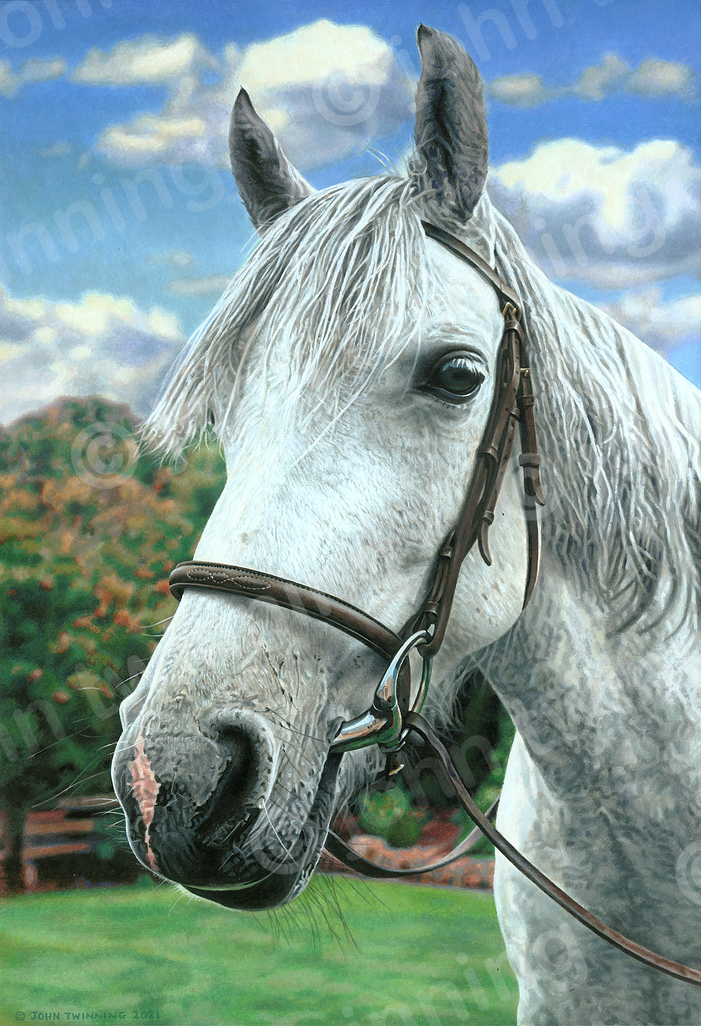 'Valda' - art print from an equestrian pet portrait watercolour painting of a grey mare