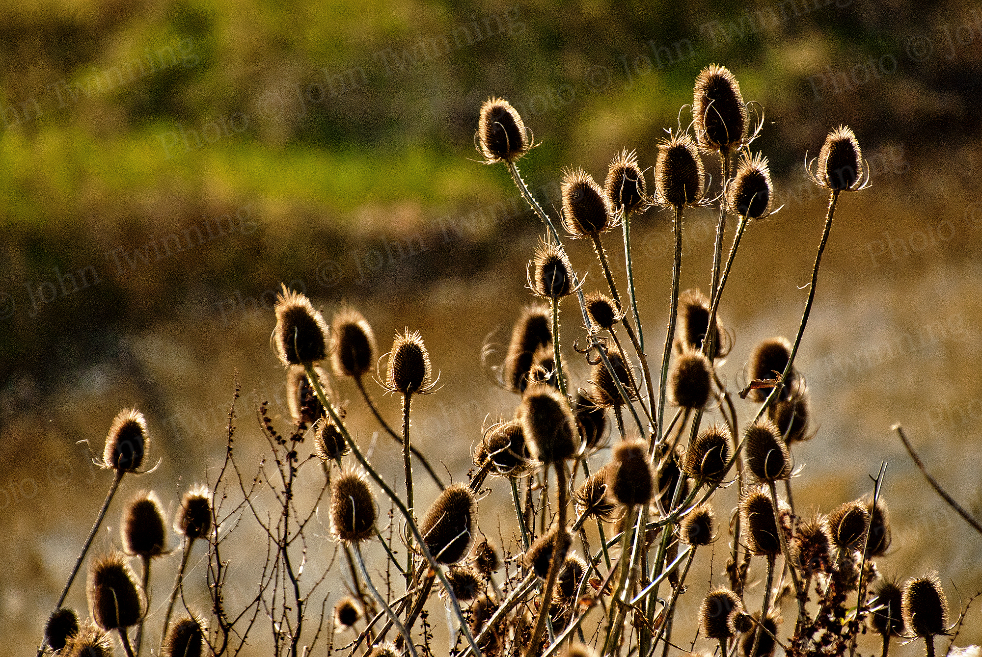 Private: ‘Stop Your Teasel-ing’ [photo] – art print from a warm photograph of teasels back-lit with bright sunlight