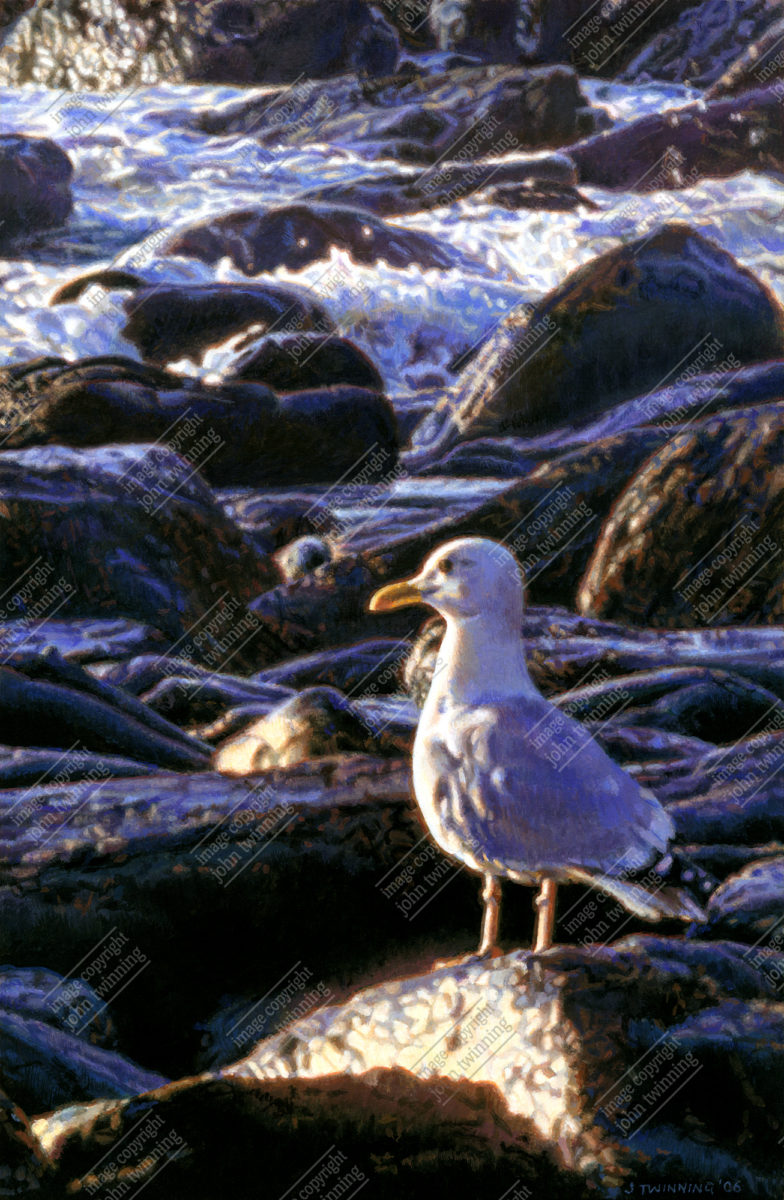 'The Lone Fisher' - art print from a painting of a seagull sitting atop a glistening rock with crashing waves